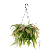 Corail rouge Rhipsalis - Ø17cm - ↕25cm