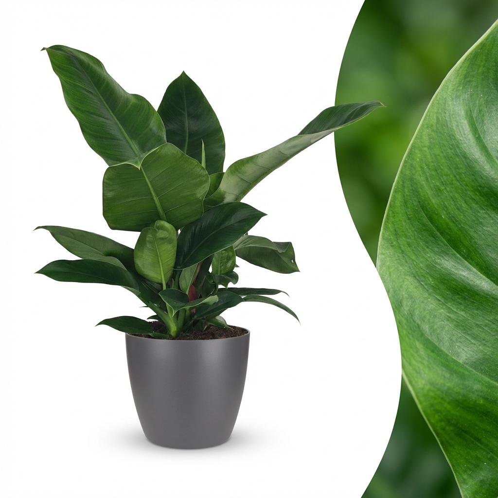 Philodendron Imperial Green - Groen - Weinig onderhoud - 1 Plant - met Potter Grijs - Pot 19cm - Hoogte 65cm