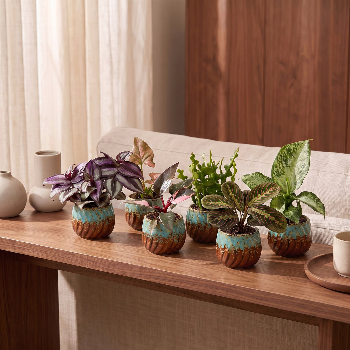Baby Plants Surprise Box 6x - Verrassingsbox kleine planten - Diversen - Tropisch - incl. Copper Reef - Ø6cm - ↕5-15cm