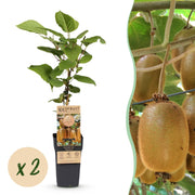 Acitinidia deliciosa Hayward - Kiwiplant - Vrouwelijk - Groene Vrucht - 2 Planten - Pot 15cm - Hoogte 50cm