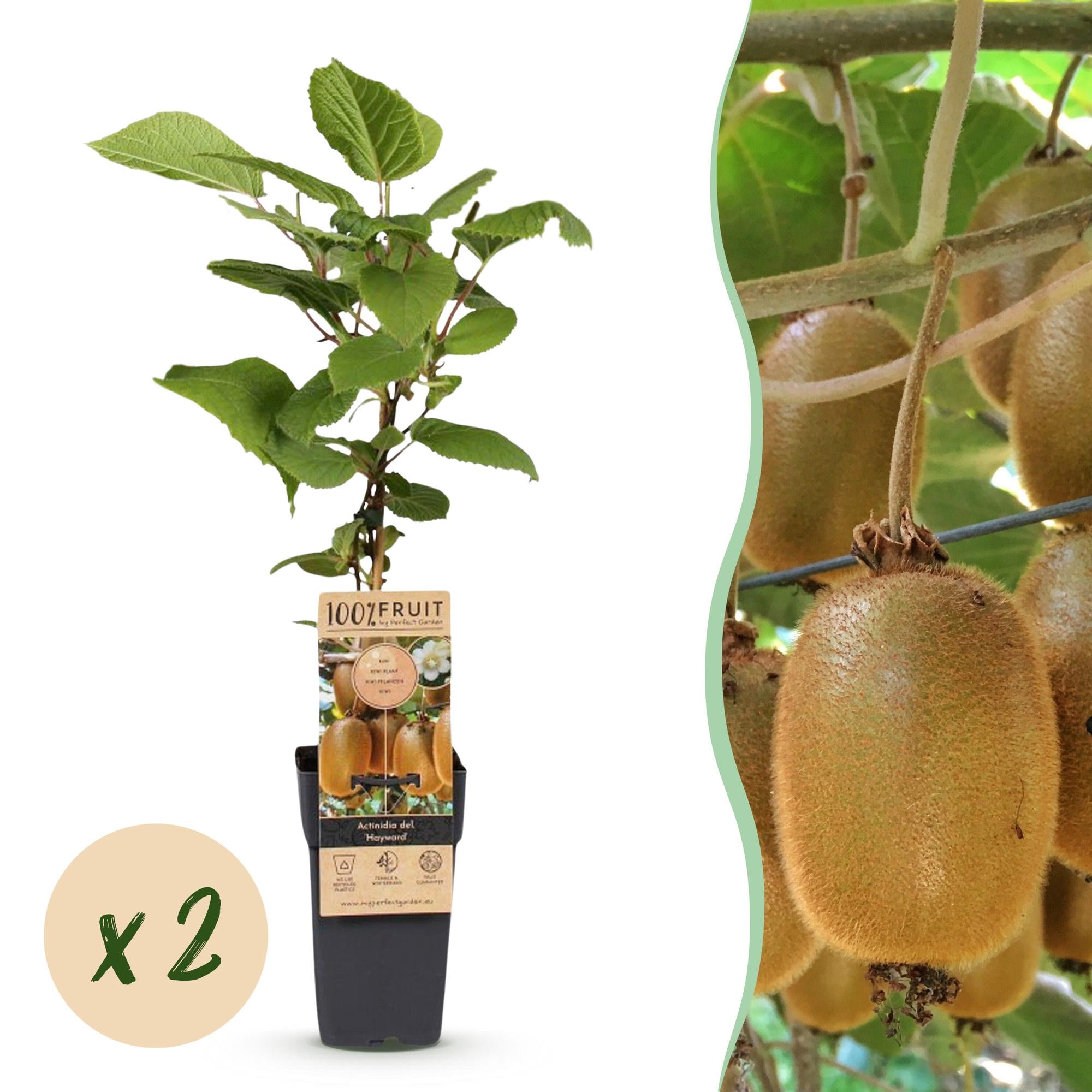 Acitinidia deliciosa Hayward - Kiwiplant - Vrouwelijk - Groene Vrucht - 2 Planten - Pot 15cm - Hoogte 50cm