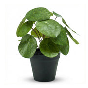 Pilea-Strauch, 25 cm, im schwarzen Topf – künstliche Pflanze
