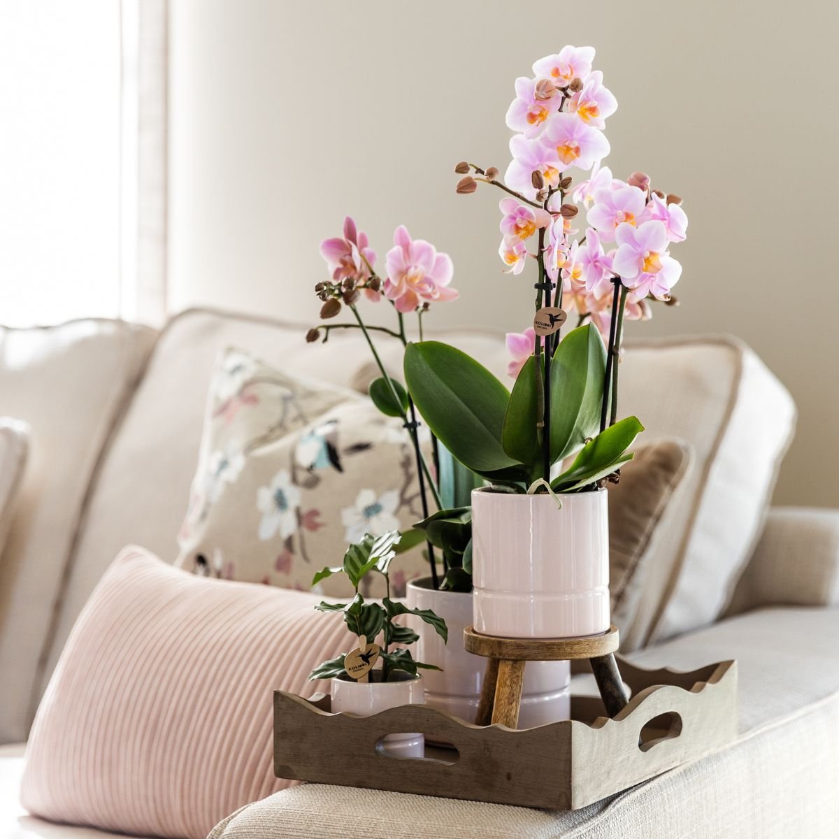 Kolibri Home | Pastel sierpot - Roze