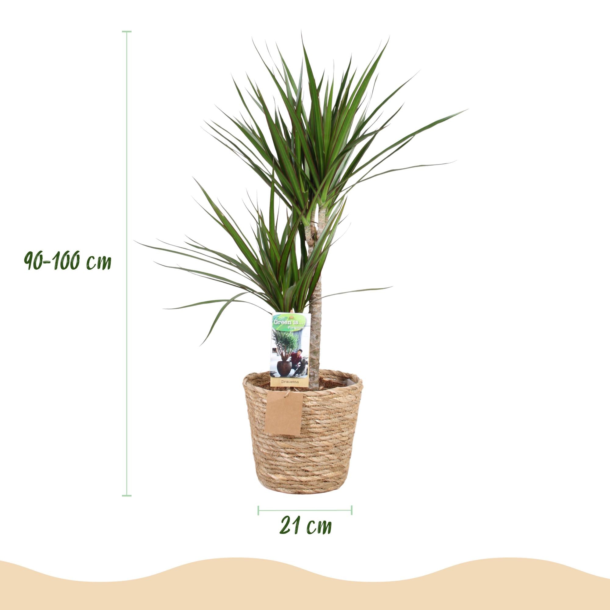Dracaena Marginata - Drakenbloedboom - Weinig onderhoud - met mand - Groen - 1 Plant - Pot 21cm - Hoogte 90-100cm