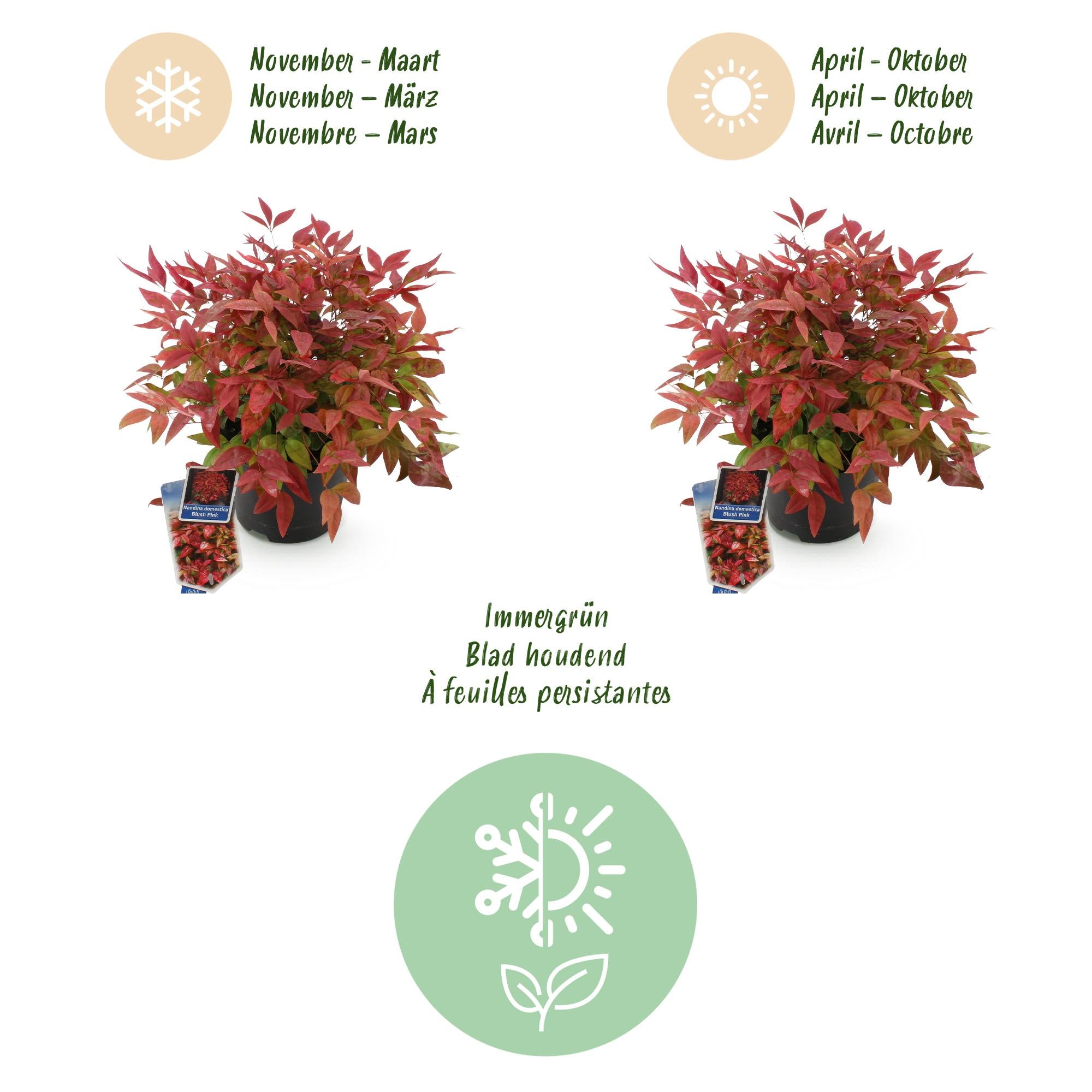 Nandina Blush Pink - Donker Roze - 1 Plant - Groenblijvend - Weinig Onderhoud - Pot 17cm Hoogte 40cm