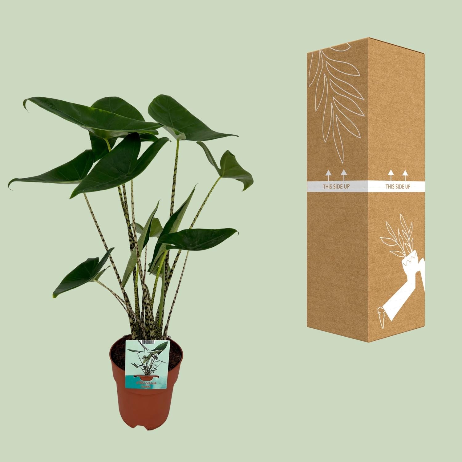 Alocasia Zebrina – Elefantenohr – Ø 19 cm – ↕ 75 cm