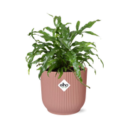Microsorum Diversifolium in ELHO Vibes Fold 14cm roze