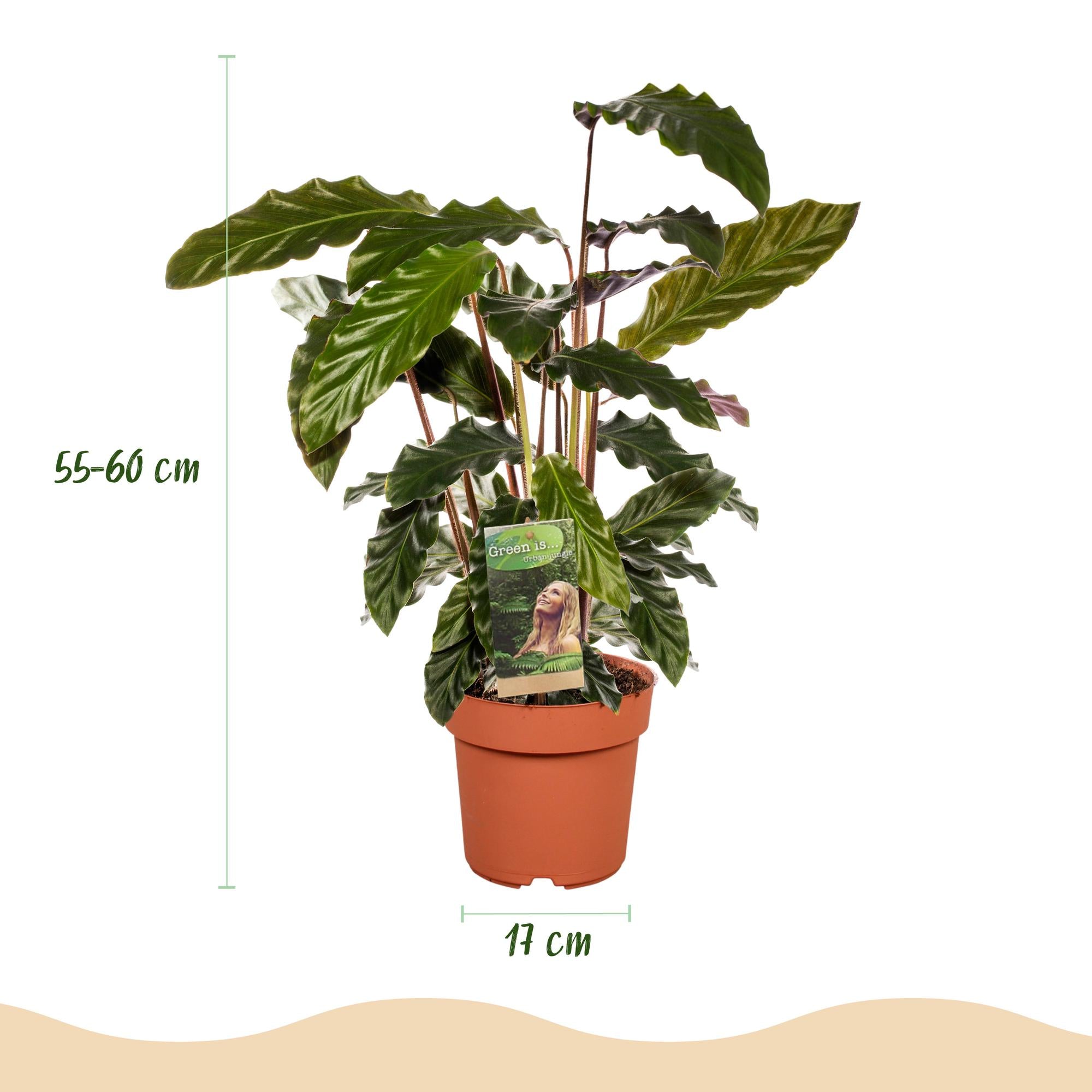 Calathea Rufibarba - Pot 17cm - Hoogte 55-60cm 2x