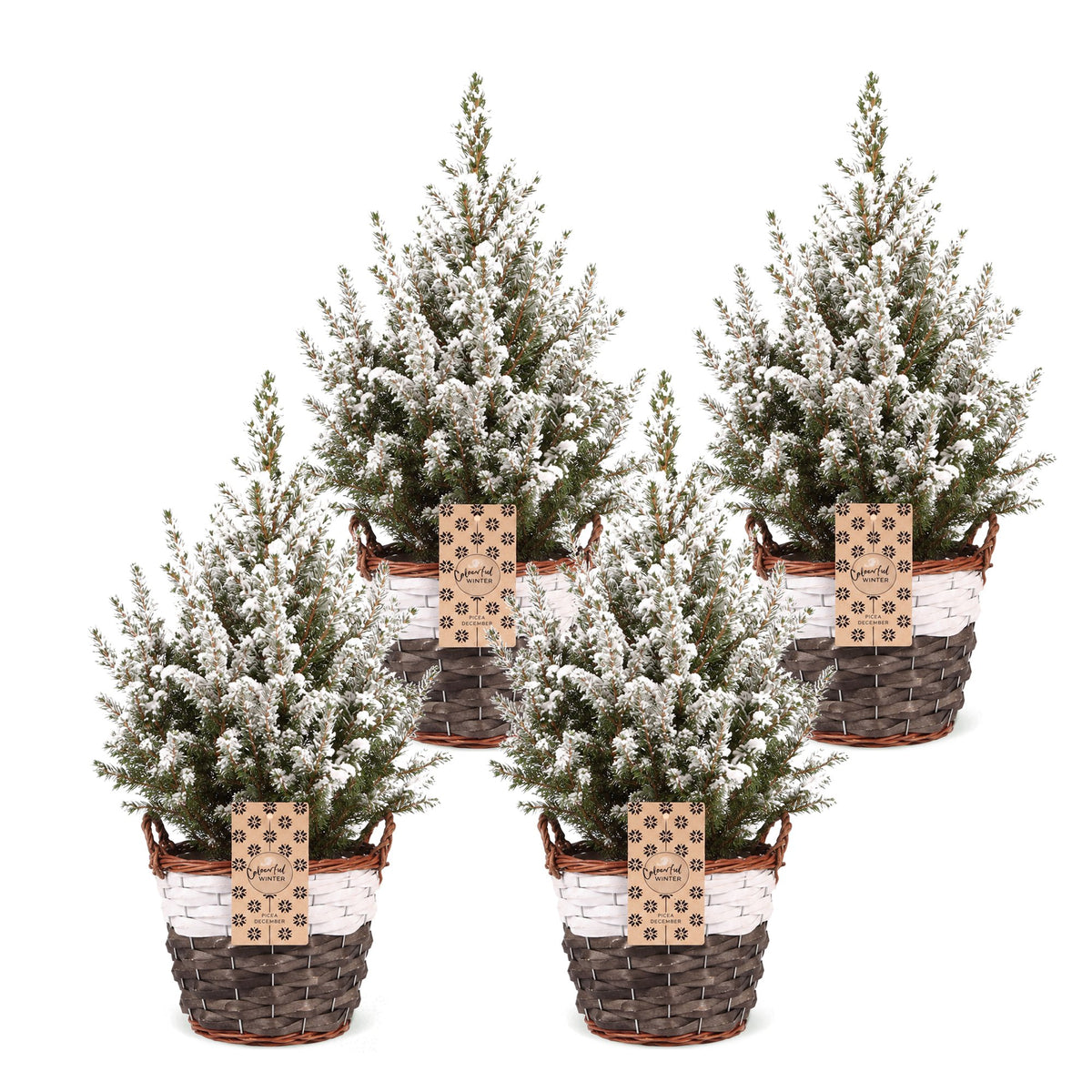 Picea glauca Conica - 4x Kegelspar - Groen - Wit - Kerstboom - incl. mand - Ø17cm - ↕65cm