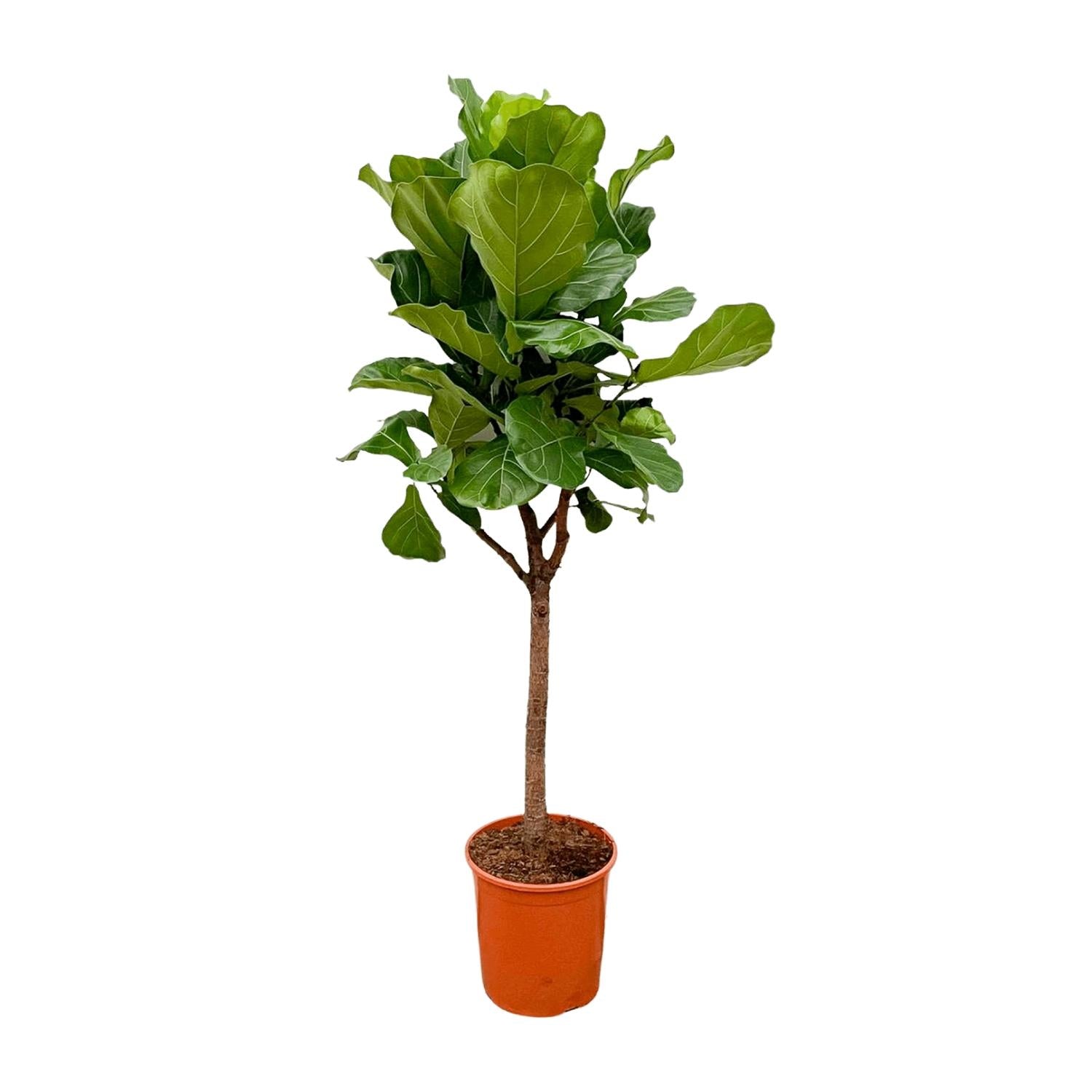 Ficus Lyrata - 180 cm - ⌀30