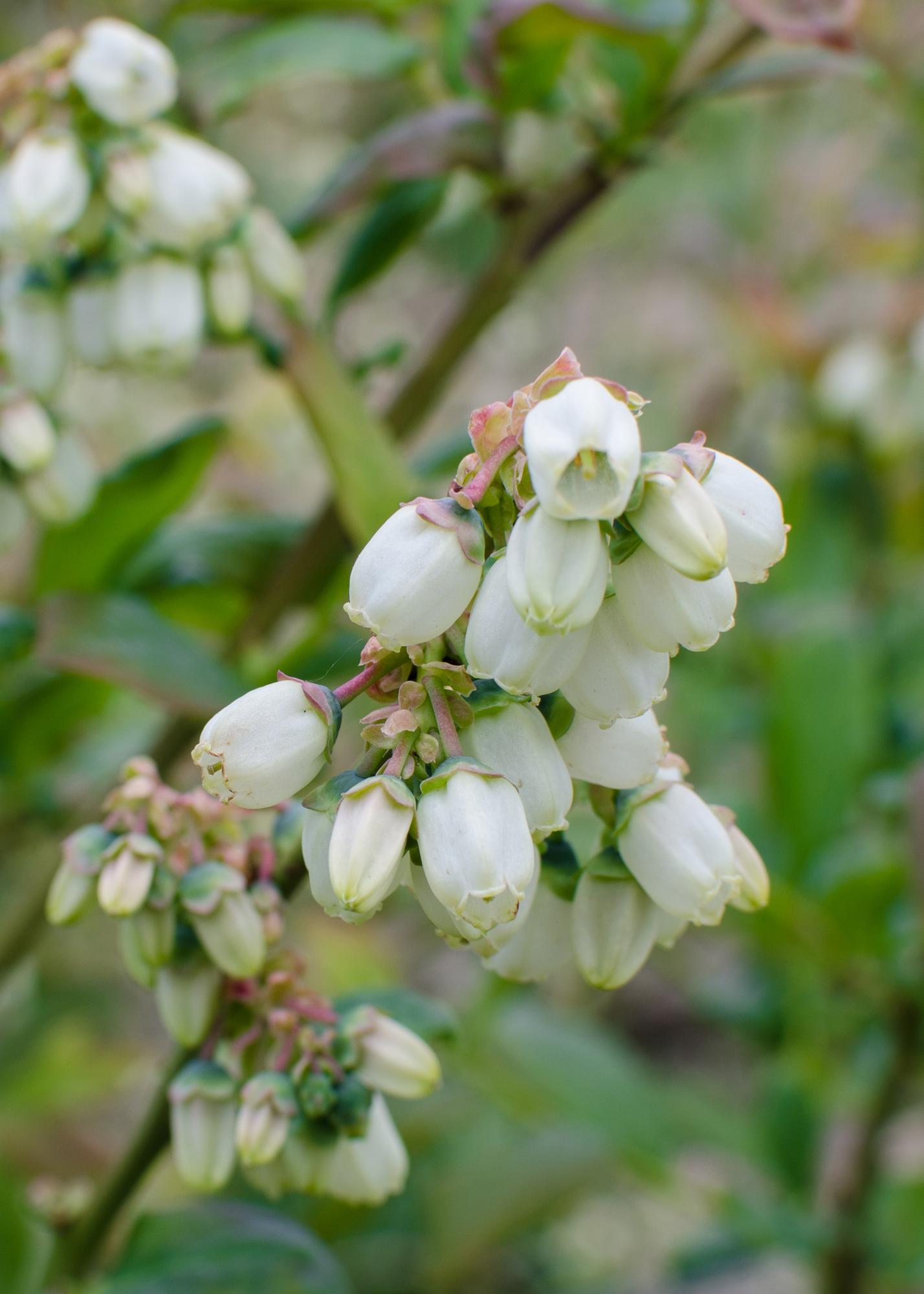 Vaccinium corymbosum 'Reka' - Myrtille - Ø13cm - ↕45cm
