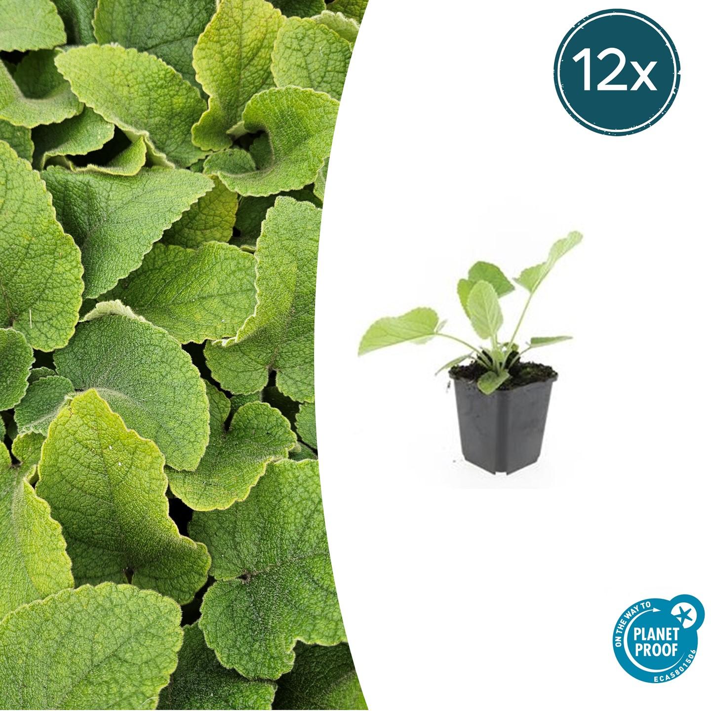 12x Phlomis russeliana - ↕10-25cm - Ø9cm