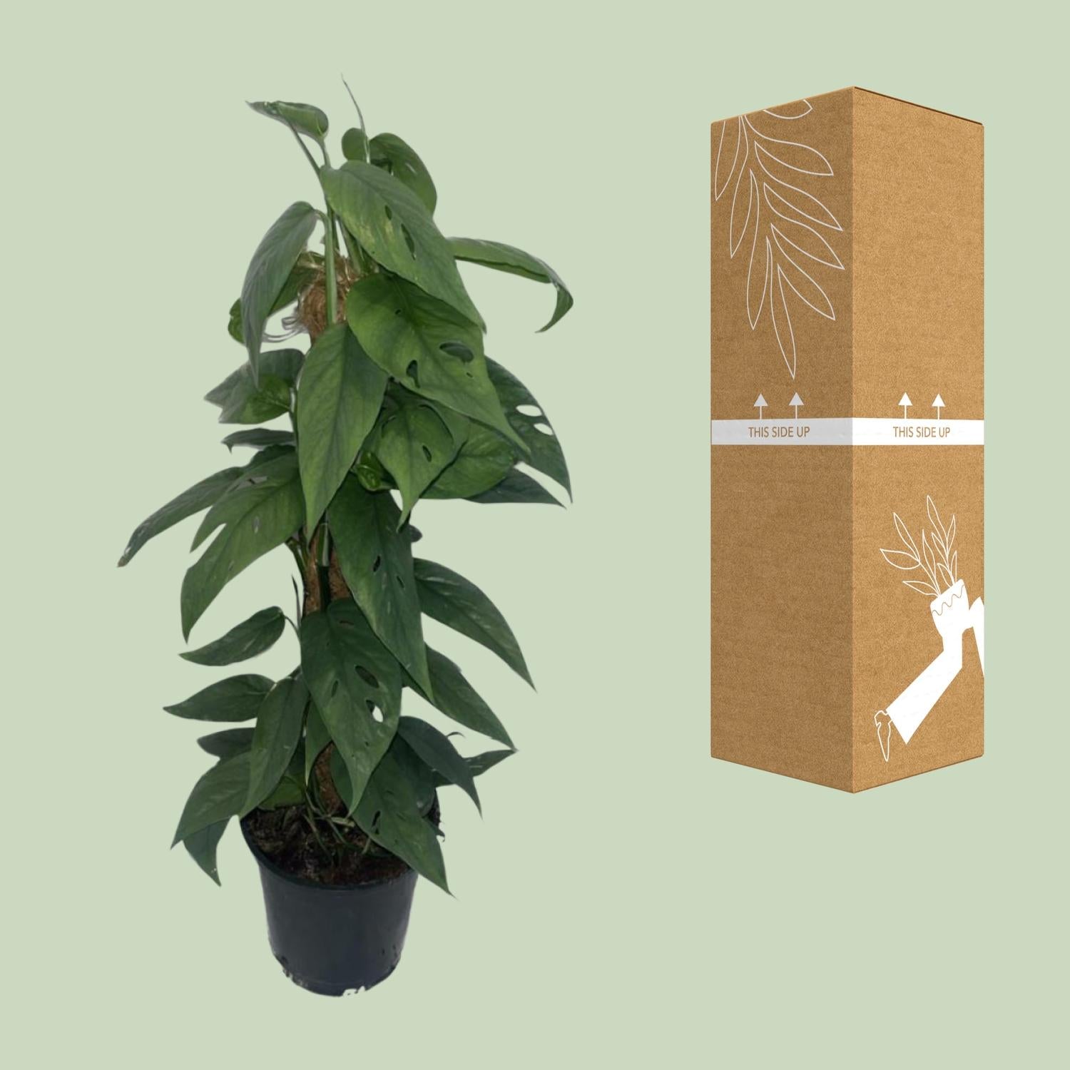 Epipremnum Cebu Blue moss stick - Ø15cm - ↕60cm