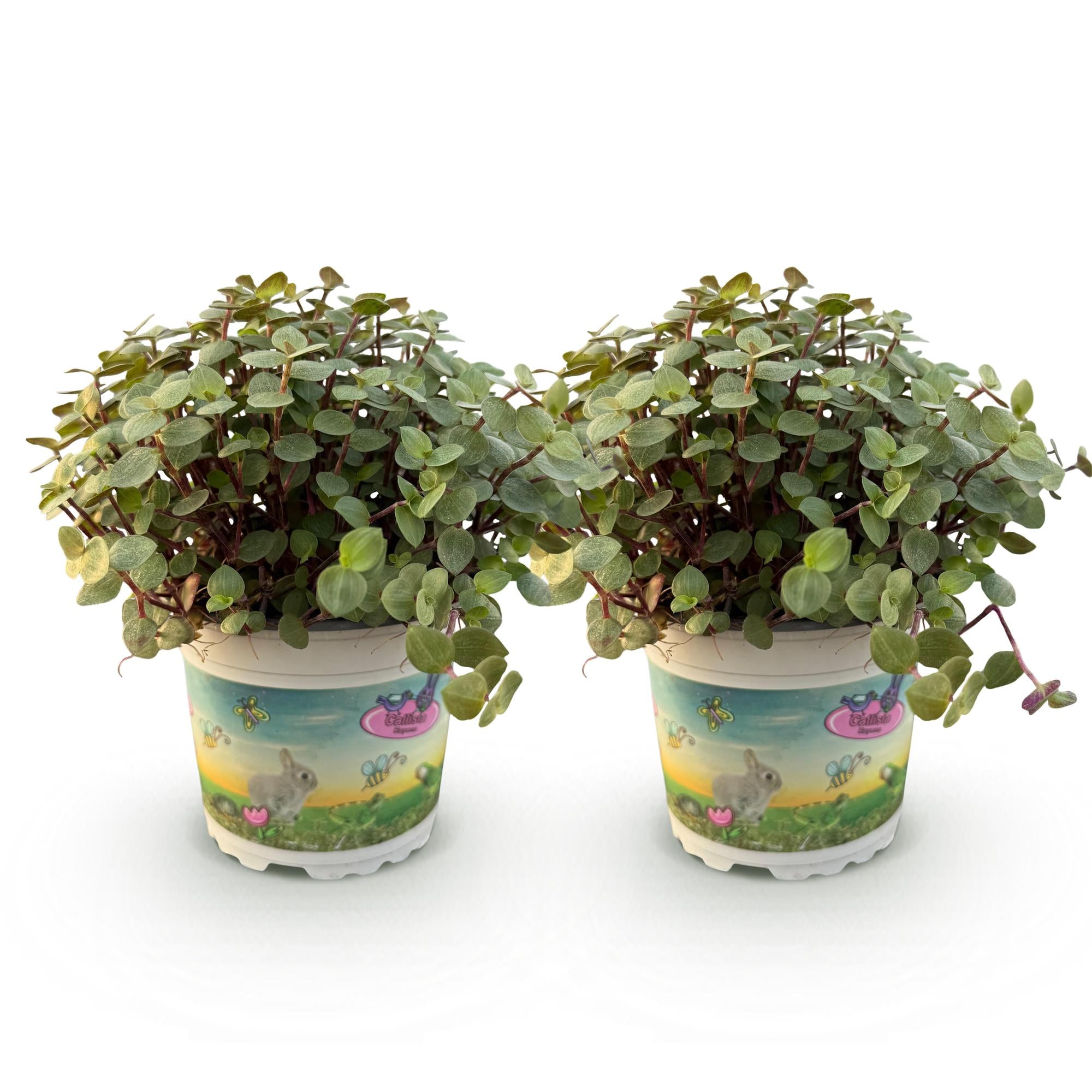 Calissia repens - Kattengras - Huisdiervriendelijk - Groen - 2 Planten - Pot 12cm - Hoogte 17-20cm
