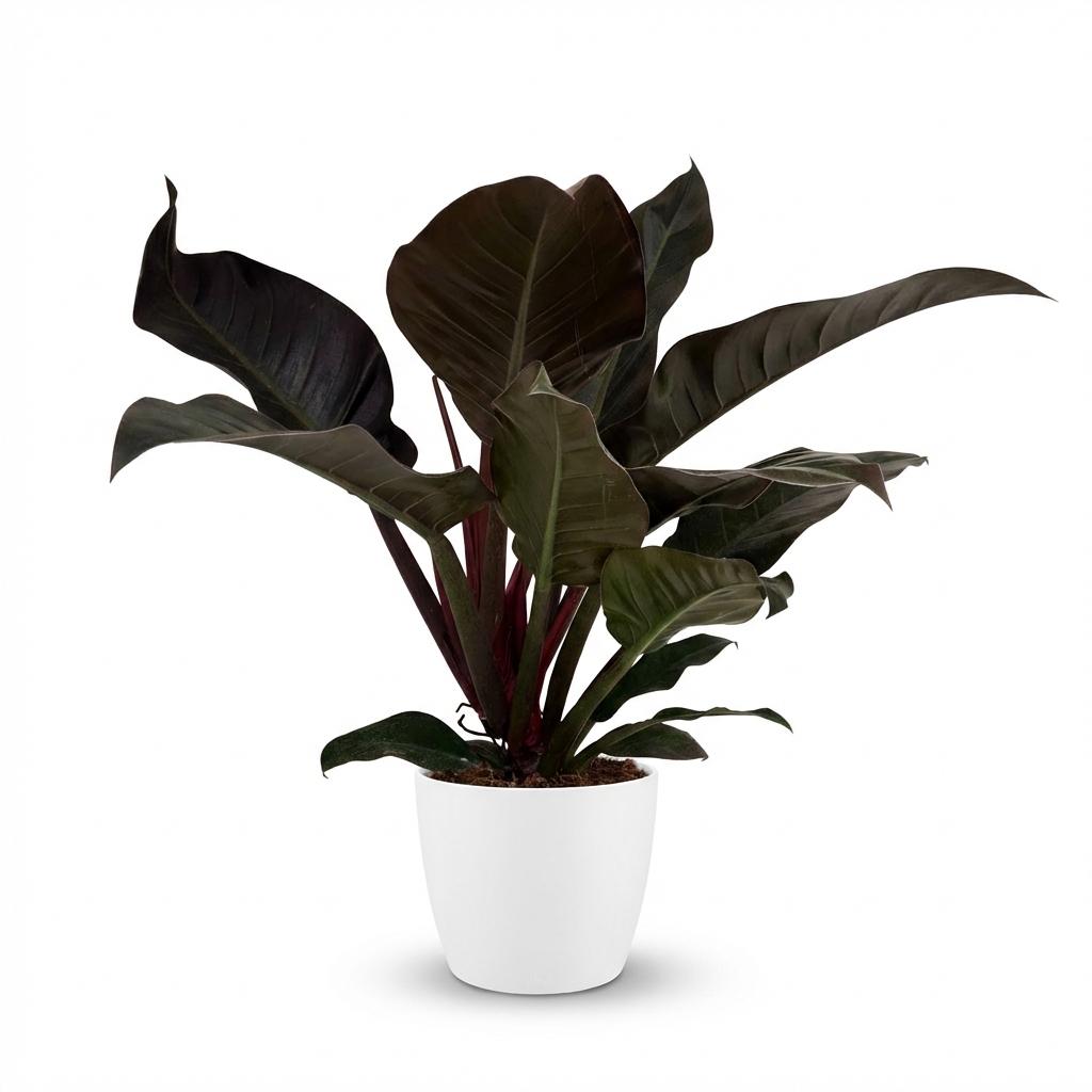 Philodendron Imperial Red - Rood - Weinig onderhoud - 1 Plant - met Potter Wit - Pot 19cm - Hoogte 60cm