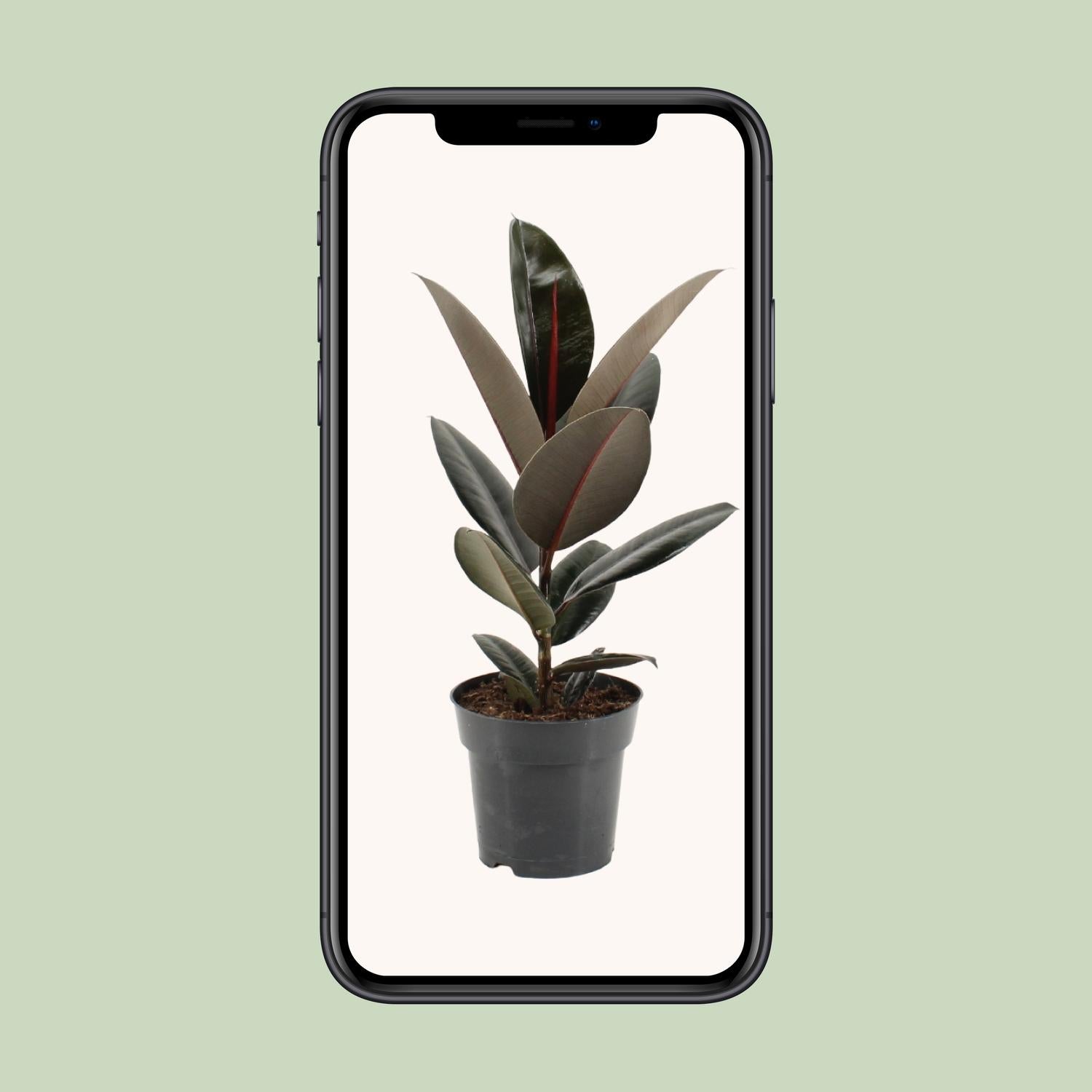 Ficus Elastica Abidjan - Ø17cm - ↕55cm