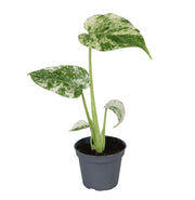 Monstera Deliciosa Mint Variegated - Groen - Variegata - Tropisch - Ø6cm - ↕18cm