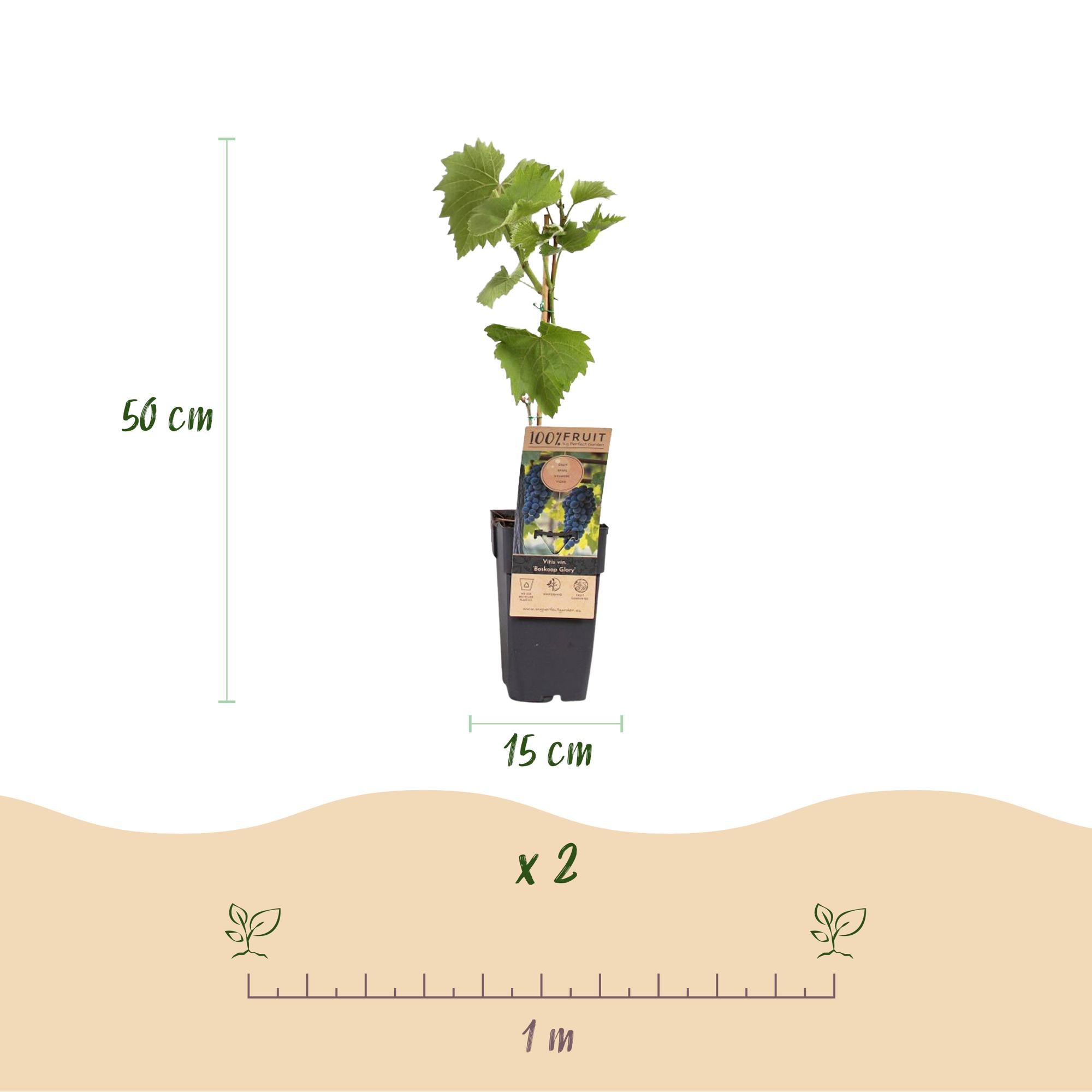 Green boutiQ - Pianta da frutto - Uva blu - Vitis vinifera Boskoop Glory - 2 piante - Vaso 15 cm Altezza 50 cm