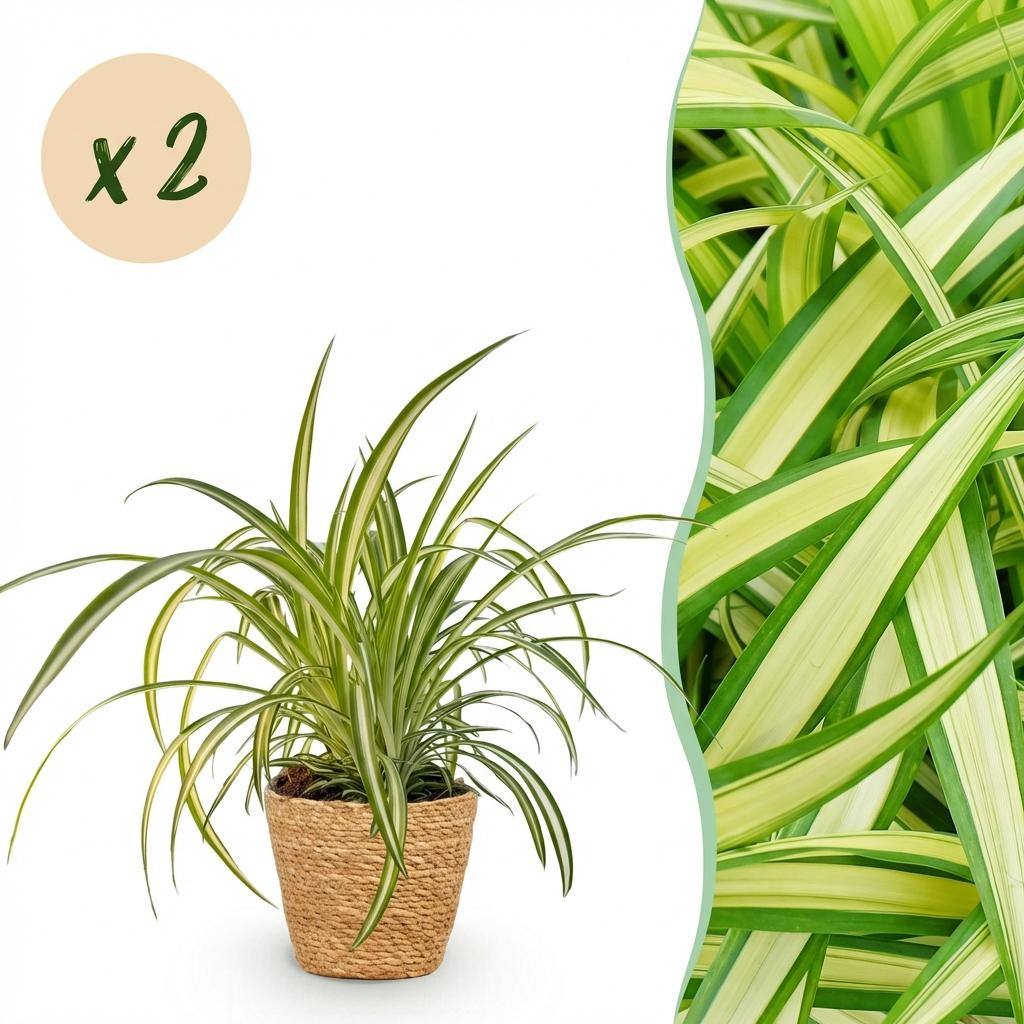 Chlorophytum comosum Variegatum - Bonte Graslelie - 2 Planten - met Mand - Pot 12cm - Hoogte 20cm