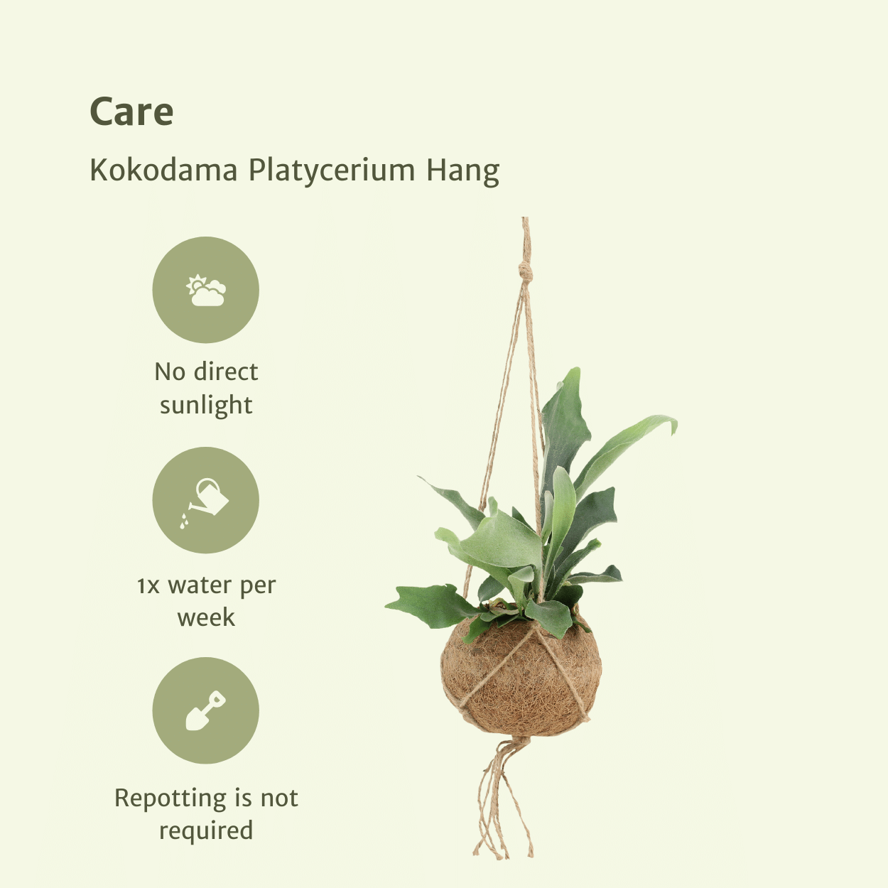 2x Kokodama Platycerium Hang - Geweihfarn - 35cm - ø15