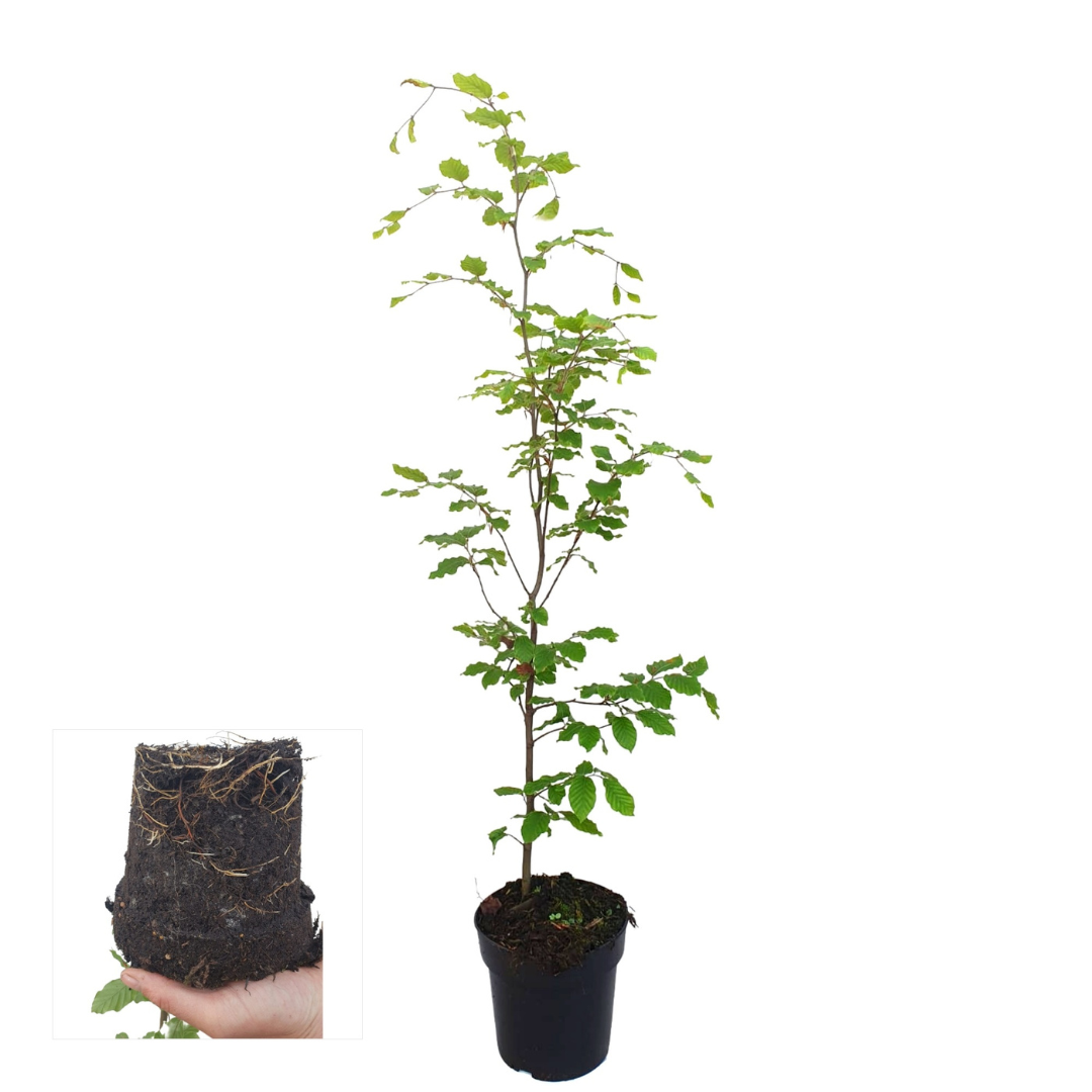 Fagus sylvatica ↕60-80 - Ø 19cm - 50x | Mini Pallet