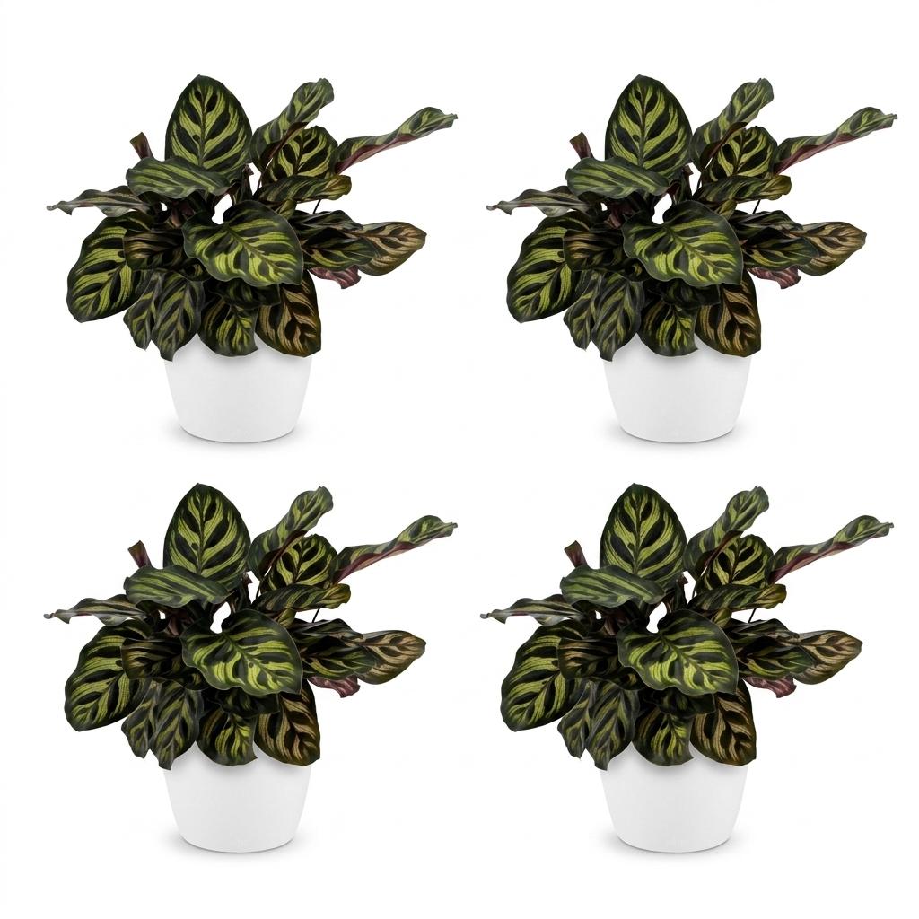 Calathea Makoyana - Pauwenplant - 4x - met Potter Wit - Pot 12cm - Hoogte - 25cm