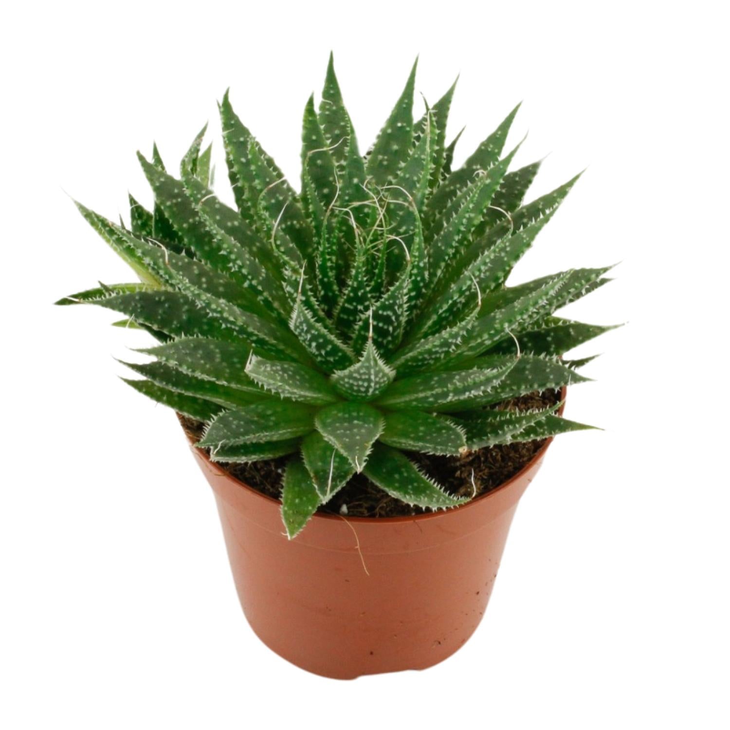 Aloe Aristata - Ø12cm - ↕20cm