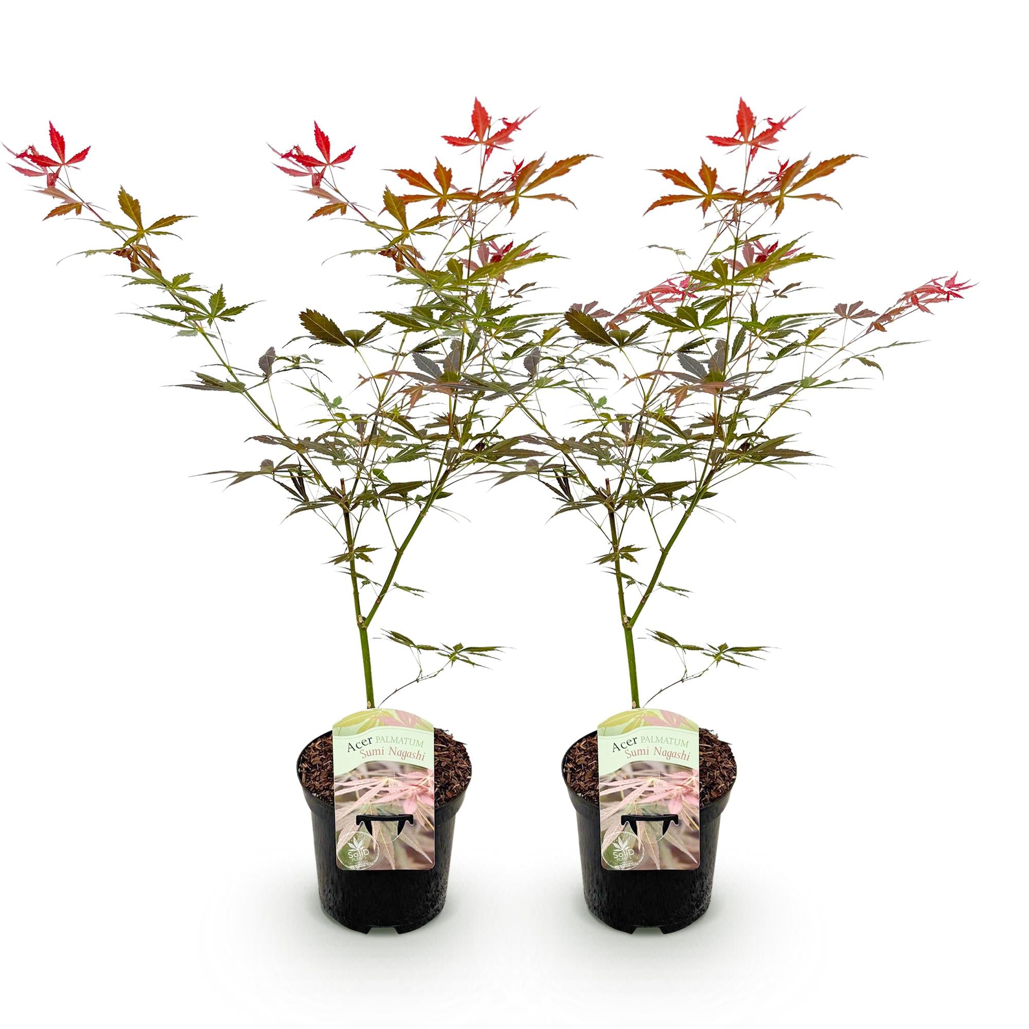 Green boutiQ – Terrassenpflanze – Japanischer Ahorn (Acer palmatum Sumi-nagashi) – Rot – 2 Pflanzen – Laubabwerfend – Topf 19 cm, Höhe 70 cm