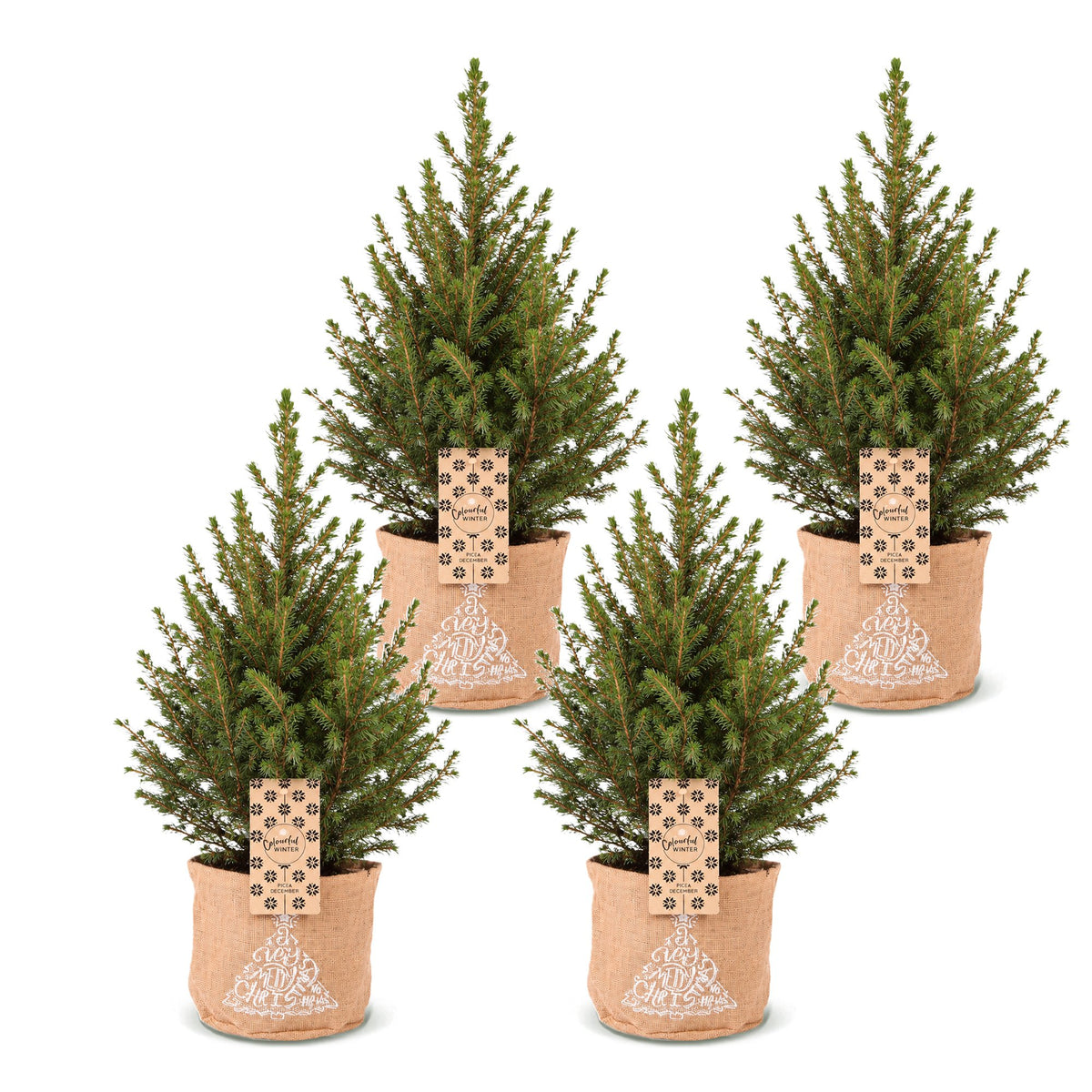 Picea glauca Conica - 4x Kegelspar - Groen - Kerstboom - incl. jute zak - Ø17cm - ↕65cm