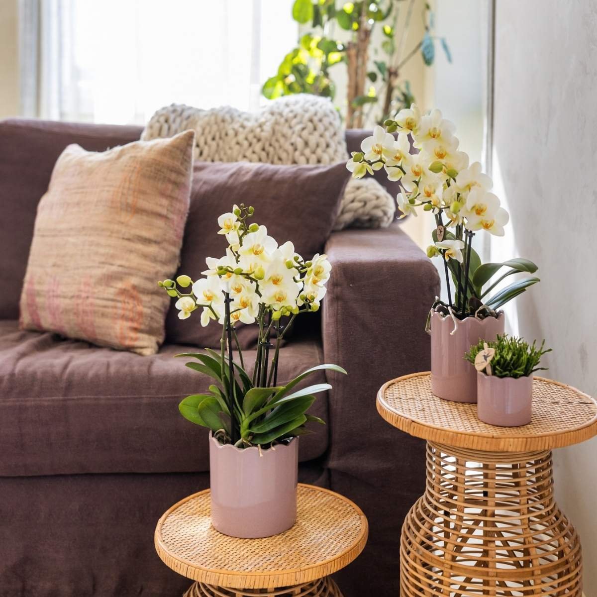 Kolibri Orchids | Combi Deal - 2 Witte Phalaenopsis Orchideeën Blossom Lausanne - Ø9 cm