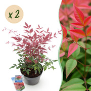Nandina Obsessed - Rood - 2 Planten - Groenblijvend - Weinig Onderhoud - Pot 17cm Hoogte 45cm