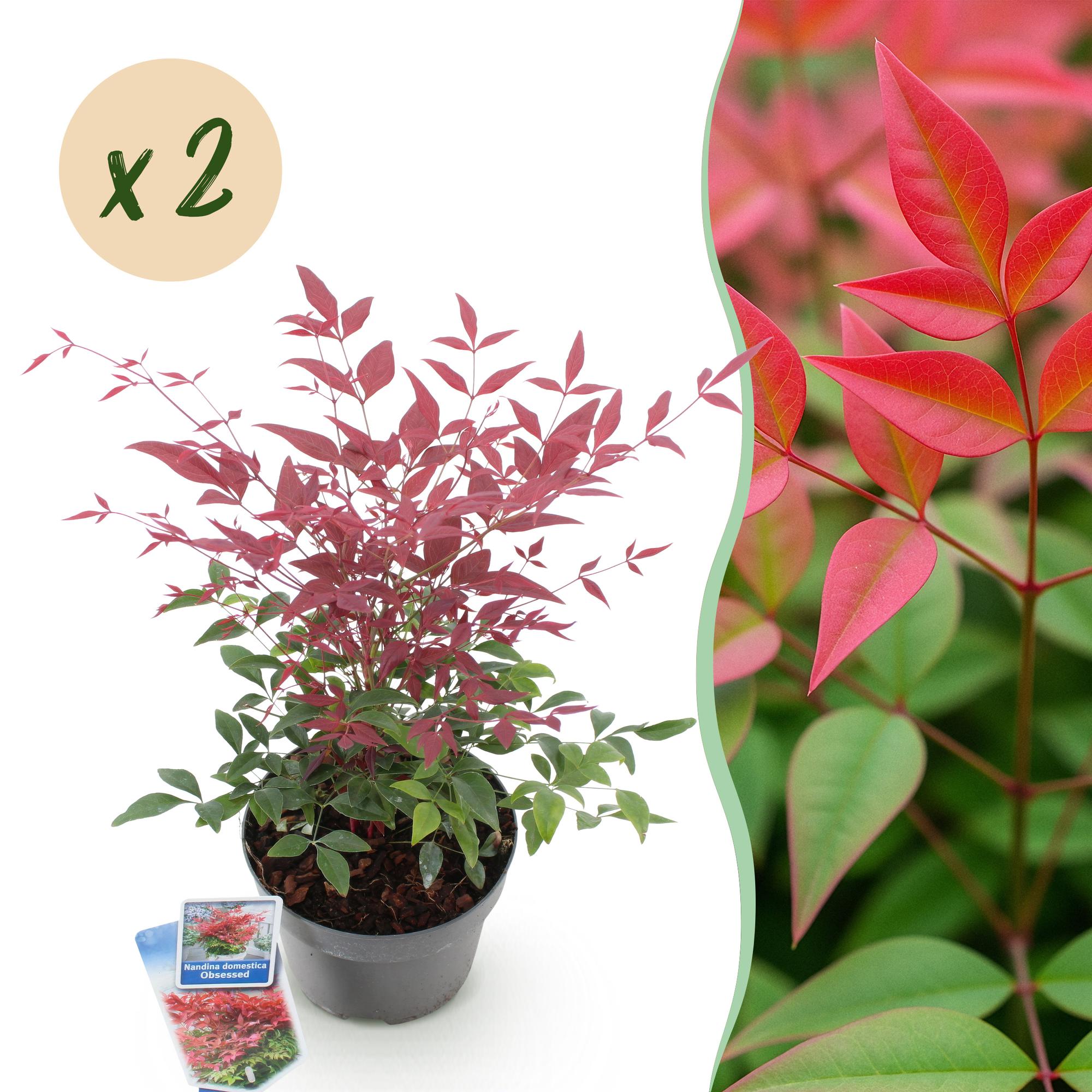 Nandina Obsessed - Rood - 2 Planten - Groenblijvend - Weinig Onderhoud - Pot 17cm Hoogte 45cm