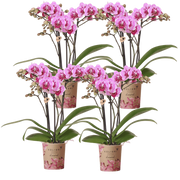 Kolibri Orchids | Combi Deal - 4 Roze-Paarse Phalaenopsis Orchideeën Diamond El Salvador - Ø9 cm