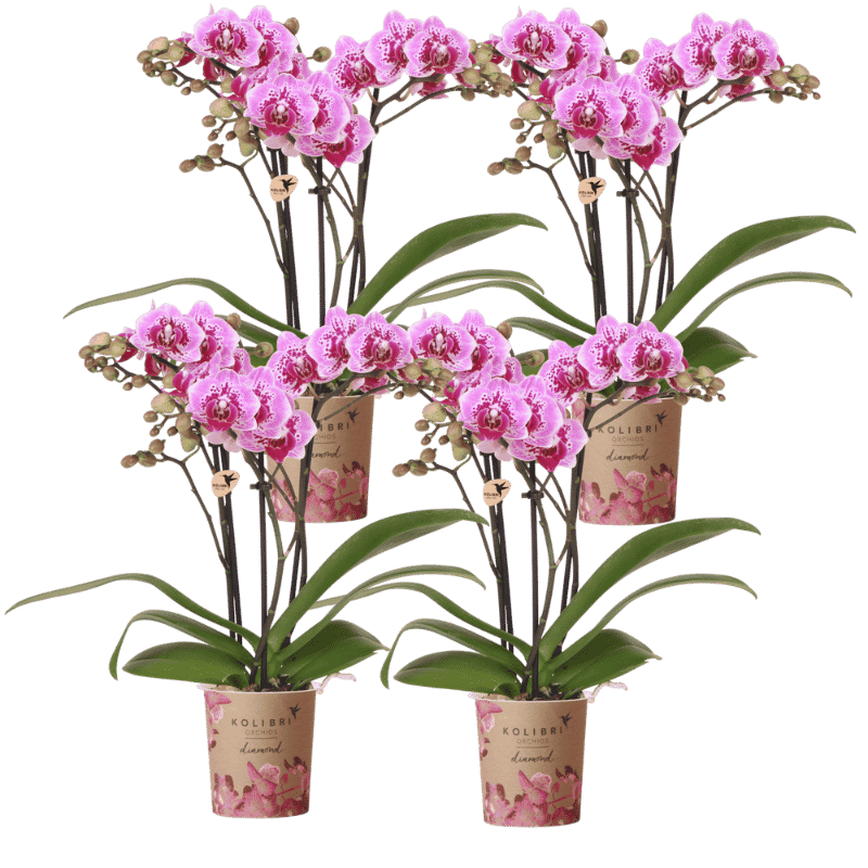 Kolibri Orchids | Combi Deal - 4 Roze-Paarse Phalaenopsis Orchideeën Diamond El Salvador - Ø9 cm