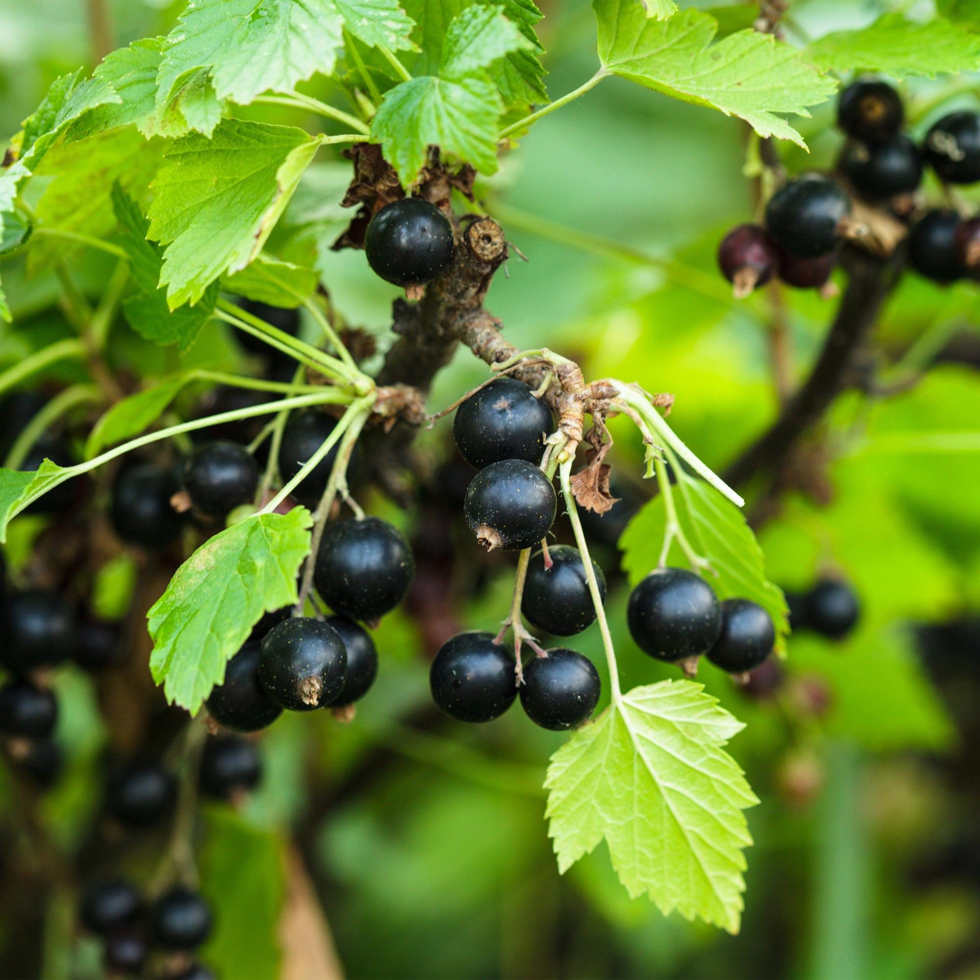 Ribes nigrum Titania - Bessenplant - Winterhard - Zwarte Bes - 2 Planten - Pot 15cm - Hoogte 50cm