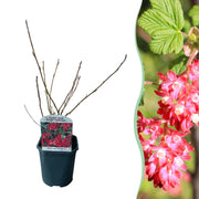 Ribes sanguineum Kind Edward - Bloem Rood - 1 Plant - Bladverliezend - Weinig Onderhoud - Pot 17cm Hoogte 45cm