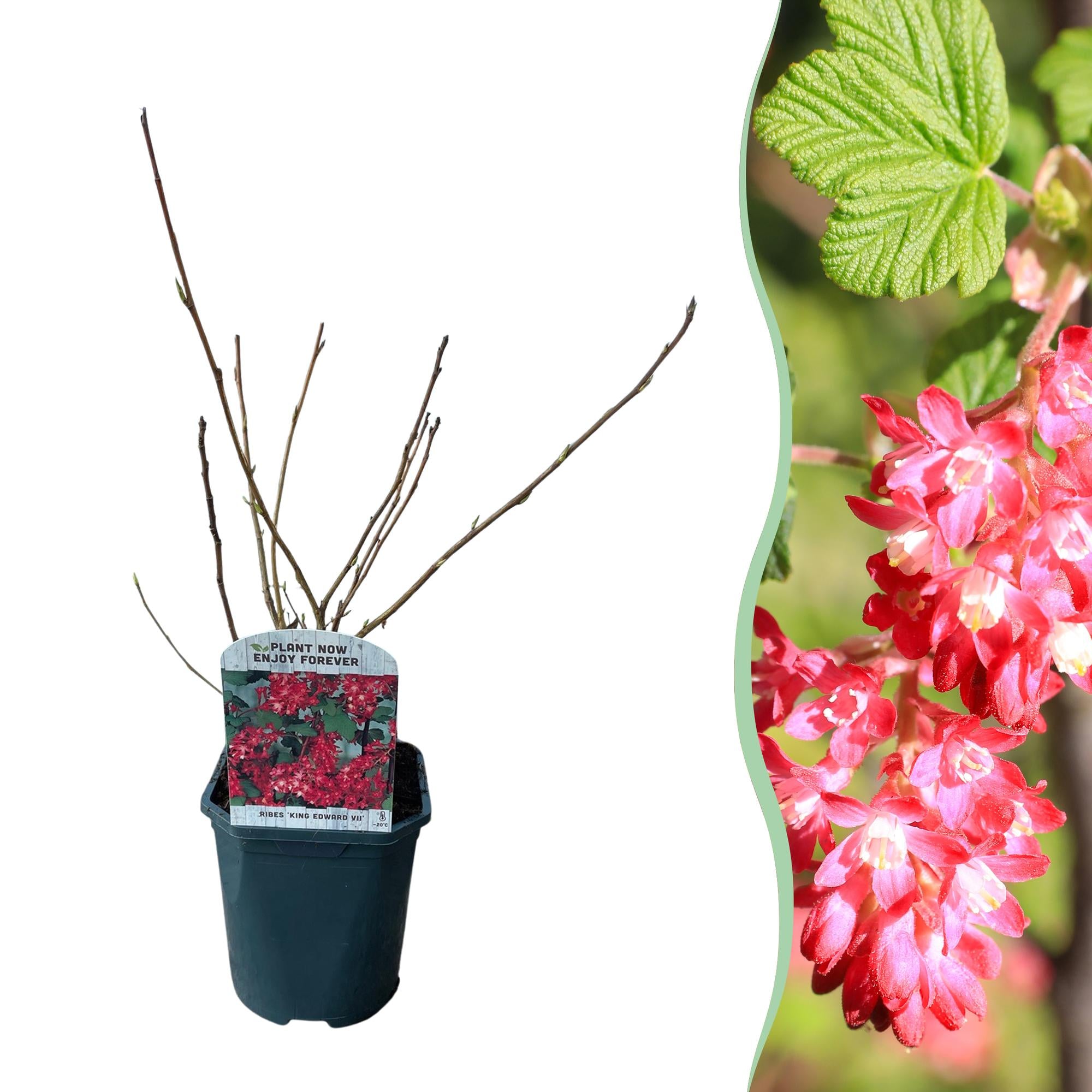 Ribes sanguineum Kind Edward - Bloem Rood - 1 Plant - Bladverliezend - Weinig Onderhoud - Pot 17cm Hoogte 45cm