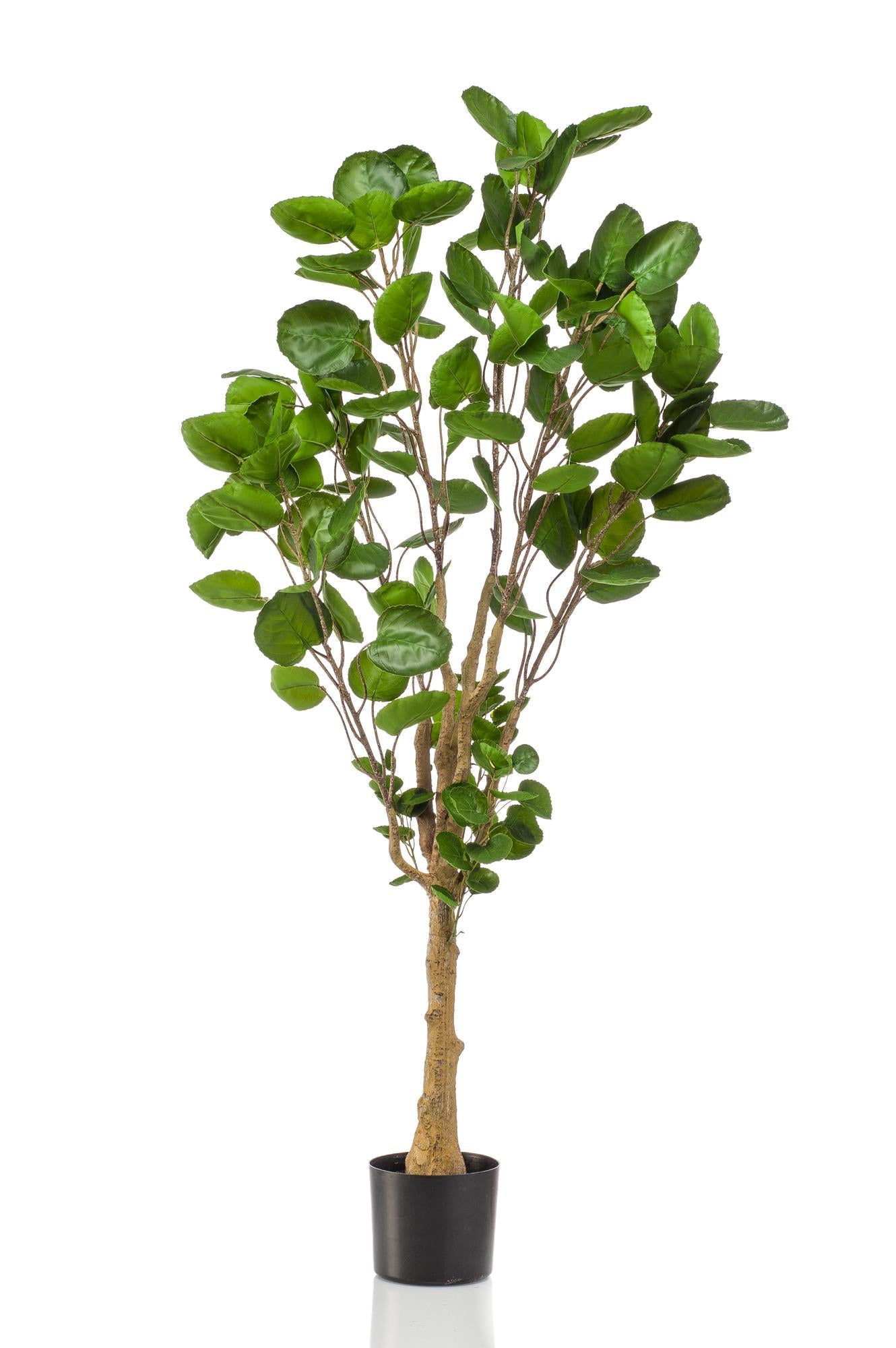 Pianta artificiale - Polyscias - Aralia - 150 cm