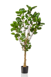 Pianta artificiale - Polyscias - Aralia - 150 cm
