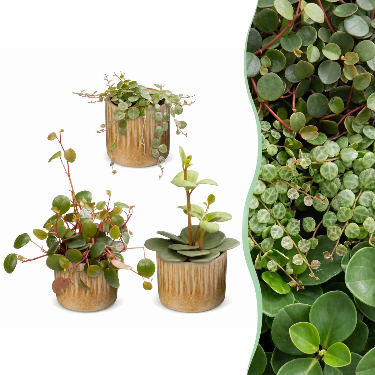 Baby Peperomia Mix 3x - Groen - Rood - Tropisch - incl. Linnea Honey - Ø6cm - ↕5-15cm
