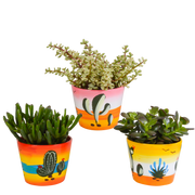 Crassula mix 10,5 cm - 3x - in Mexicaanse pot