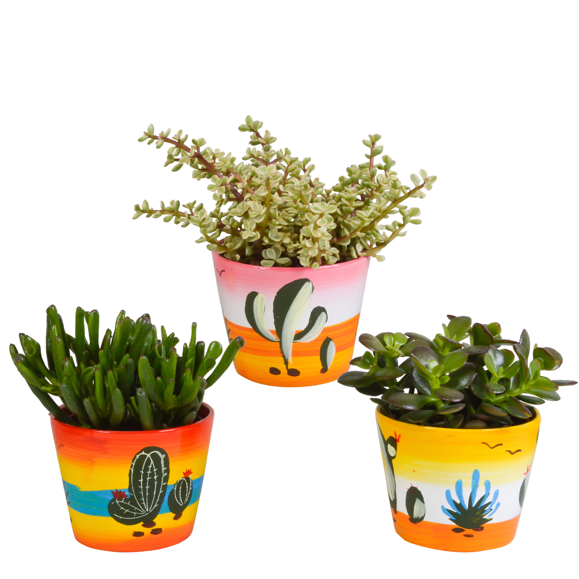 Crassula mix 10,5 cm - 3x - in Mexicaanse pot