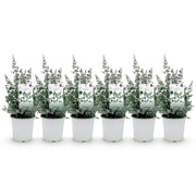 Eucalyptus boom - Eucalyptus gunni  - Grijs - 6 Planten - Winterhard - Pot 17cm Hoogte 40cm
