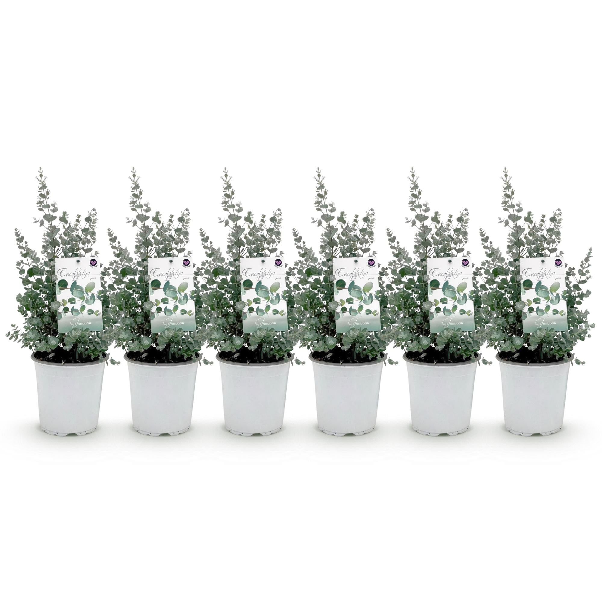 Eucalyptus boom - Eucalyptus gunni  - Grijs - 6 Planten - Winterhard - Pot 17cm Hoogte 40cm