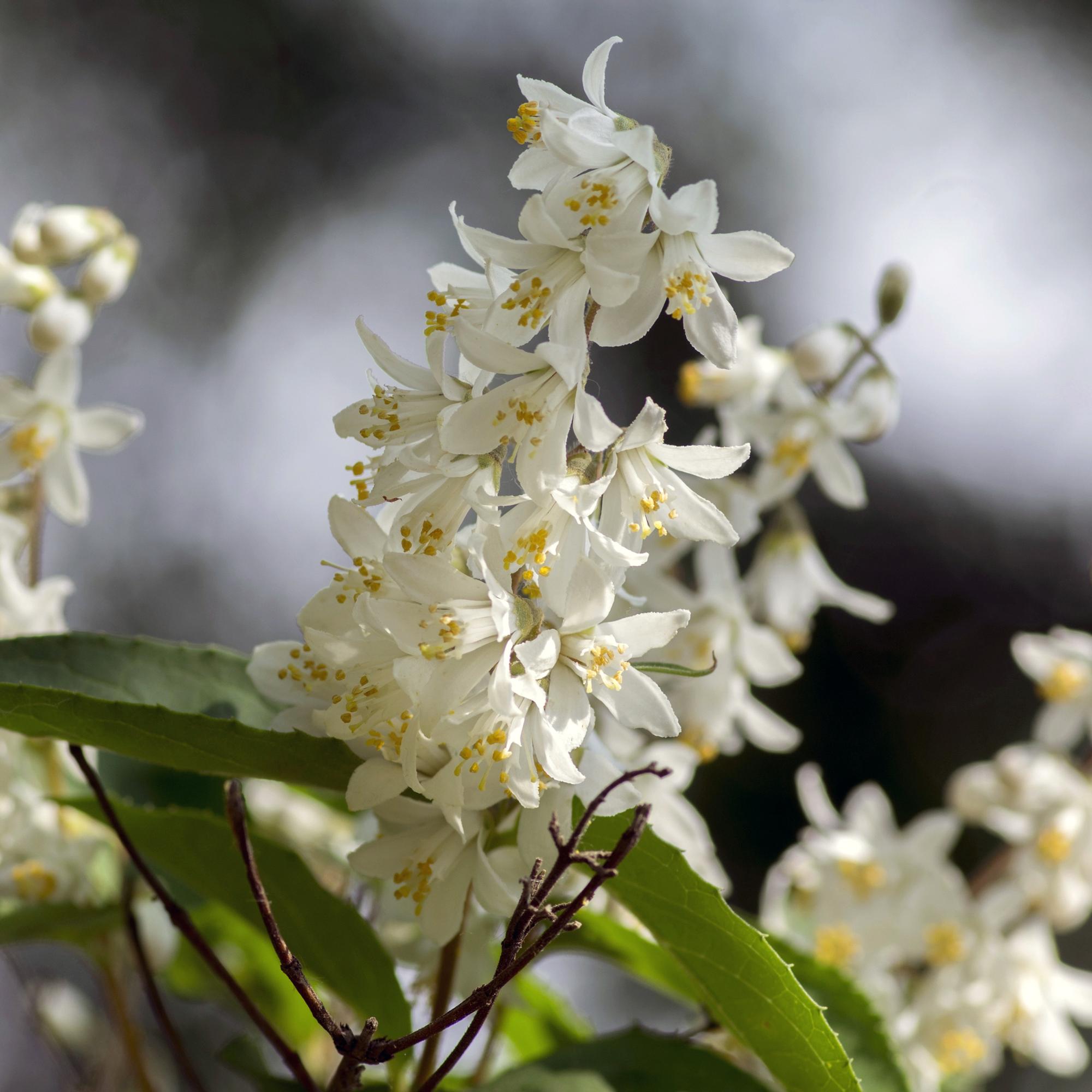 Deutzia Gracilis - Bloem Wit - 1 Plant - Bladverliezend - Weinig Onderhoud - Pot 17cm Hoogte 45cm