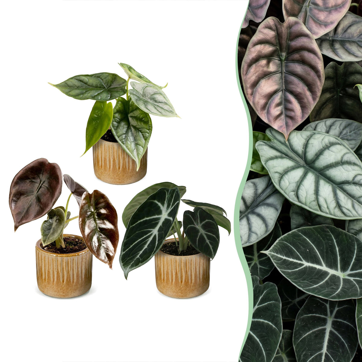 Baby Alocasia Tricolour 3x - Rood - Groen - Zwart - Tropisch - incl. Linnea Honey - Ø6cm - ↕12cm