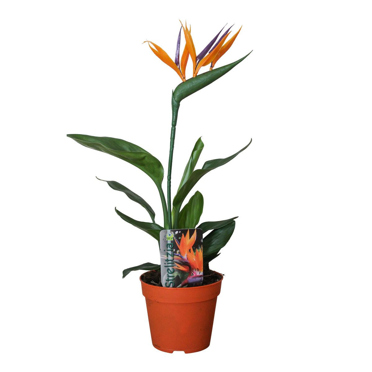 Strelitzia Reginae P13 2pp (con flor artificial) - Ø13cm - ↕35cm