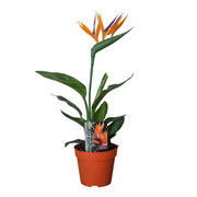 Strelitzia Reginae P13 2pp (con flor artificial) - Ø13cm - ↕35cm