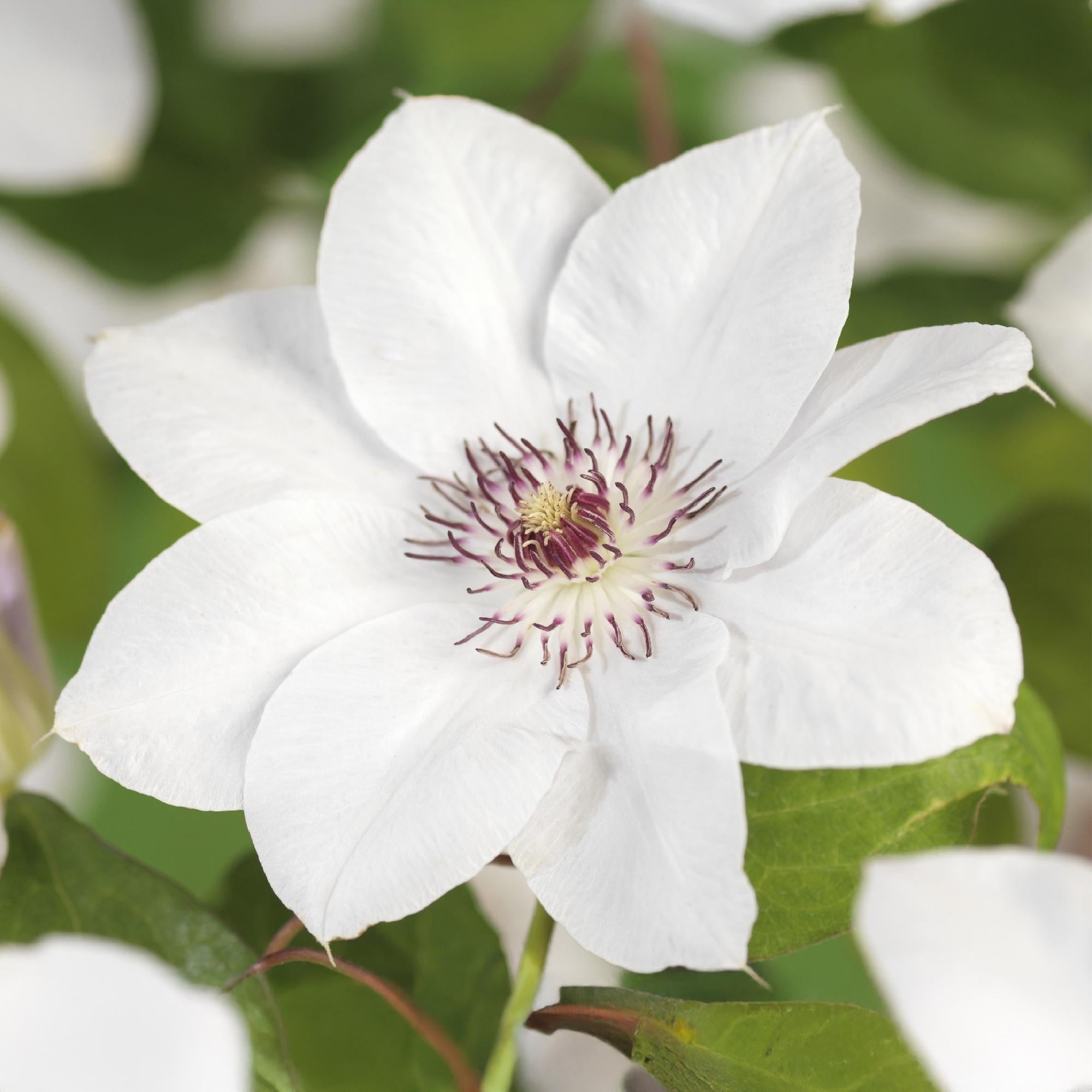 Clematis Miss bateman - Bloem Wit - Weinig onderhoud -2 planten -  Pot 11cm Hoogte 40cm