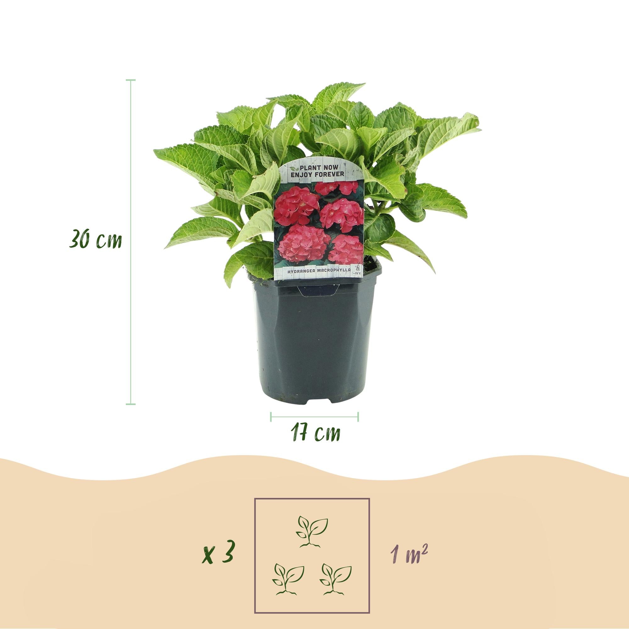 Green boutiQ - Ortensia - Hydrangea macrophylla Red - Fiore rosso - 1 pianta - Decidua - Bassa manutenzione - Vaso 17 cm Altezza 30 cm